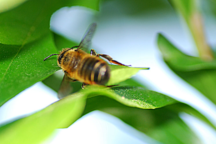 Apidae Megachilinae ricamatrice: Megachile sp.